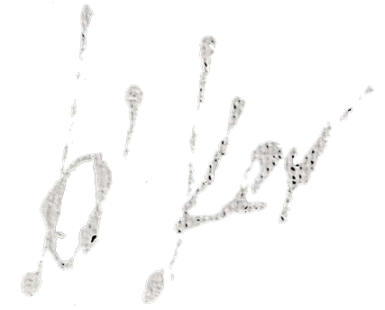 Signatuur_white-1.png